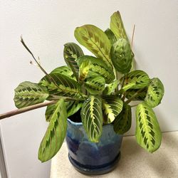 Prayer 🙏 Plant 🪴 