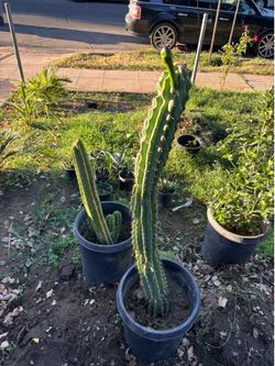 San Pedro cacti about 5 feet tall