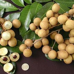 Kohala Longan