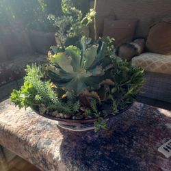 Succulents 