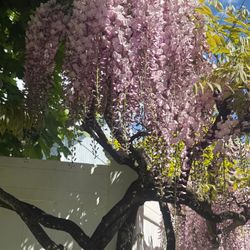 Stunning Wisteria. Rare Variety With Huge Blooms