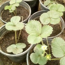 🍓Strawberry Plants (Fresas)