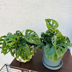 Swiss Cheese Monstera Houseplant Live Plants in Pot Home Decor - 20 each (Phoenix)