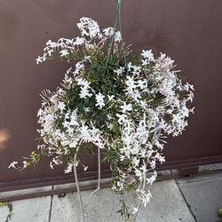 6” xl blooming Jazmin