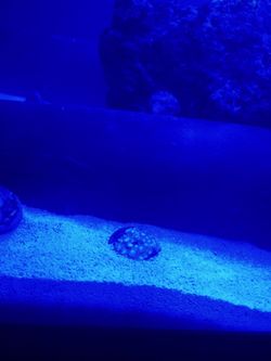 Frags $10