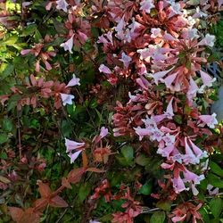 #54 Large Pink Beauty brush 5gal Plant