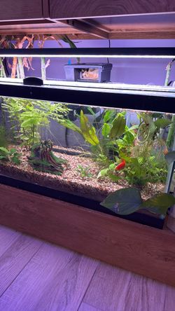 Full Aquarium Set Up