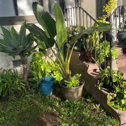 Huge White Bird Of Paradise 