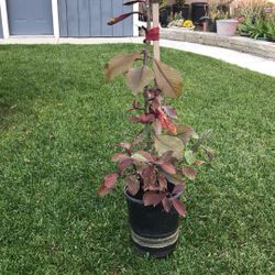 African Red Tree  $10 .   Insulinas, Other Plants, Varieties Of Succulents With Flowers. $3. $4.