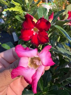 Red and Pink desert rose