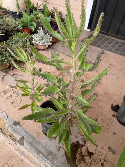 Kalanchoe Mother’s Of Thousands Kalanchoes Plant