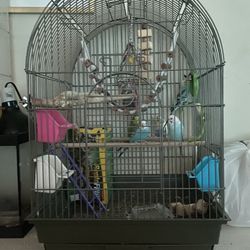 Breeding pair And 3 Budgies And Cages (Totaling 5) 