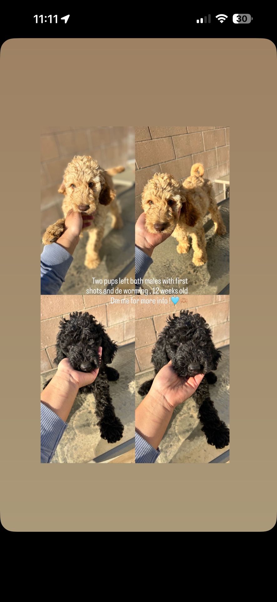 Golden Doodle Póster