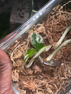 We have baby Alocasias in stock 🪴