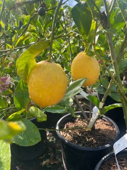 5 Gallon Size- Citrus Trees- Fruiting Age
