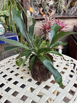 Young Staghorn Fern In Miniature Log