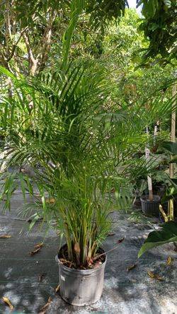 Areca Palm - 7 Gallons
