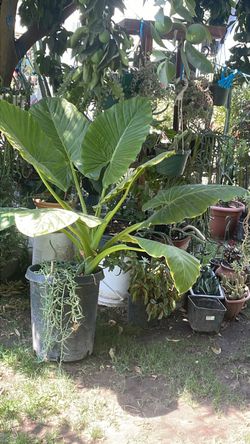 Planta oreja de elefante