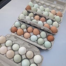 Fresh Eggs