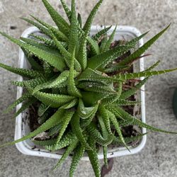 Zebra Succulent Plant 