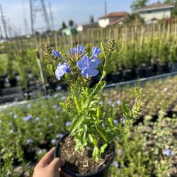 Plumbago auriculata (Blue Plumbago) — 1G — $4