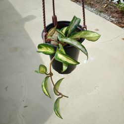 Krimson Princess Hoya, Fragrant Pink Wax Flowers,  Shipped Bareroot 