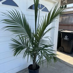 Beautiful Palm