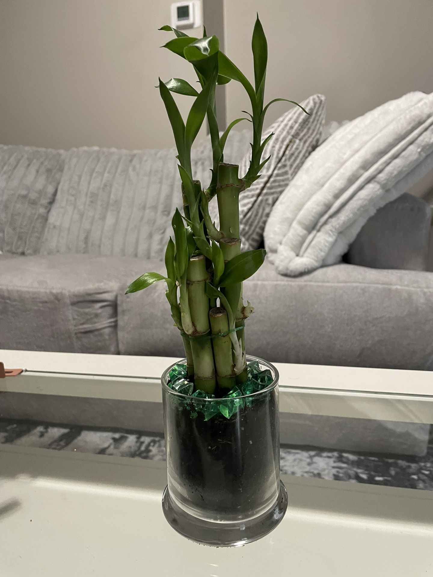 Lucky Bamboo