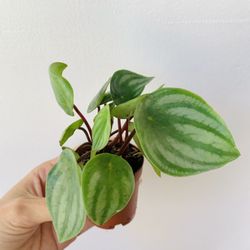 2” Watermelon Peperomia Plants