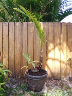 Large Coconut Palm Tree