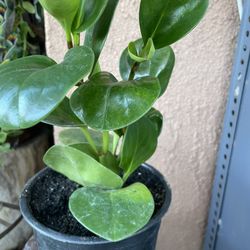HERMOSAS PLANTAS NATURALES “PEPEROMIA PLANT “