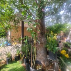 Pink Morning Glory Plant