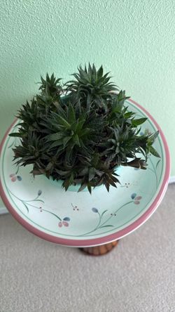 Plant 🪴 Succulent. $10