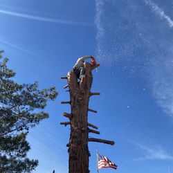 Tree Services Next Innovation 