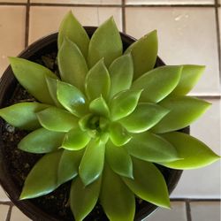 Suculenta En Bonita Maceta