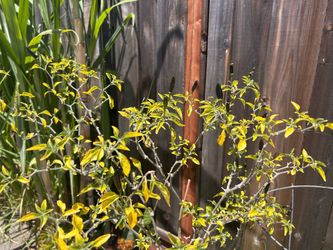 Chile de Arbol