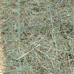Horse quality Hay