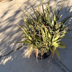Aloe Clump