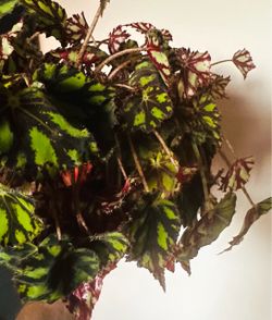 Rex Begonia Live Houseplant in ceramic pot. Help to deliver locally