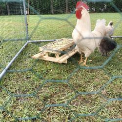 Brand New Handmade Chick Nick Table