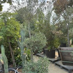 3 Tiers Olive Tree , Topiary Bonsai 