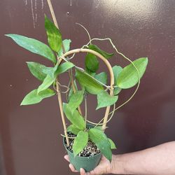 6” hoya cinnamifolia
