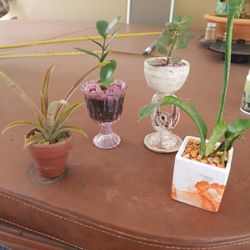 4 tiny plants  Zz, Jade,Sanseveria,Pineapple