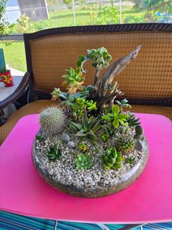 Large Succulent & Cactus Garden – Handmade Desert Garden with Driftwood