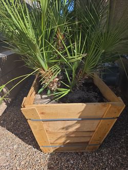 Mediterannean fan palm