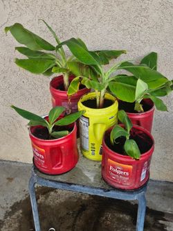 Cavendish Dwarf Banana pups in Wasco