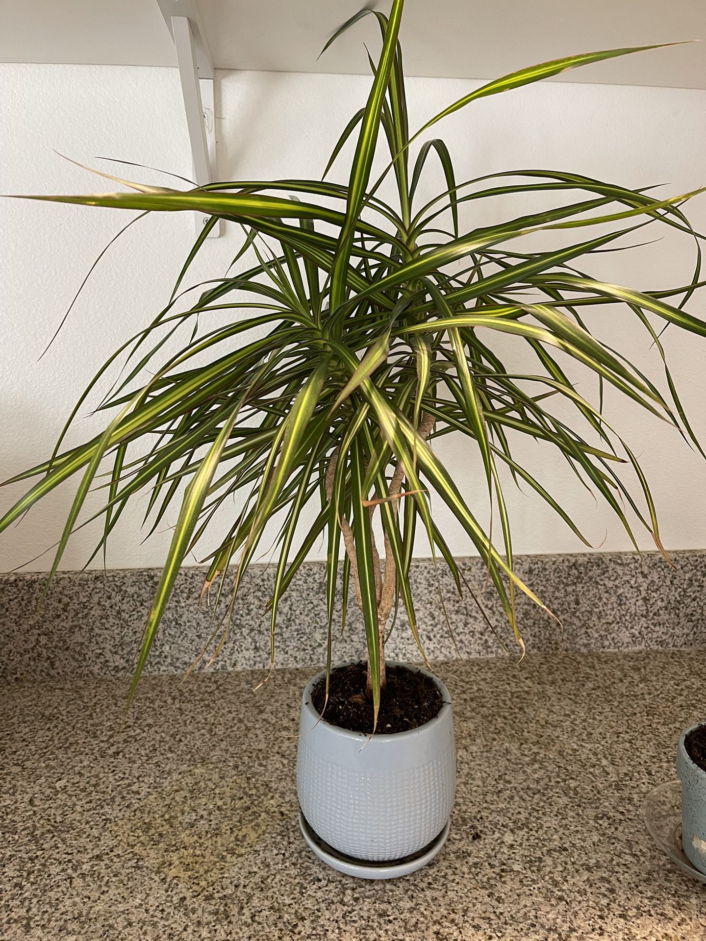 Indoor Plants 