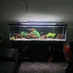 Fish Tank 