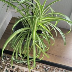 Beautiful Spider Plant 