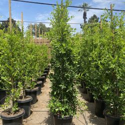 Ficus Nitida Privacy Hedge